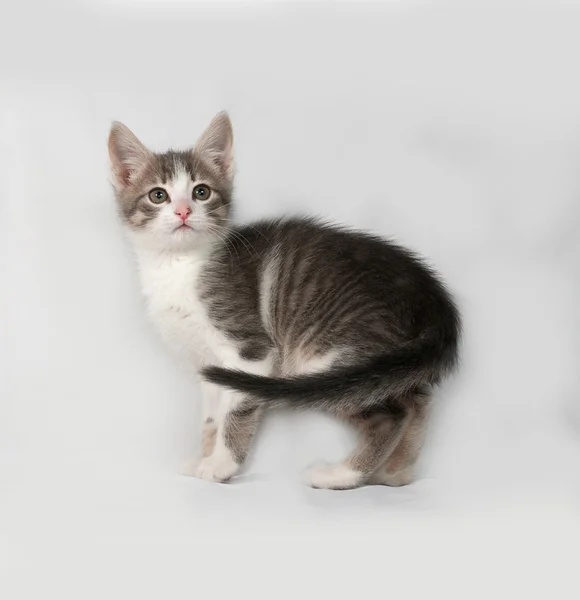 Pequeño gatito blanco y tabby de pie sobre gris —  Fotos de Stock