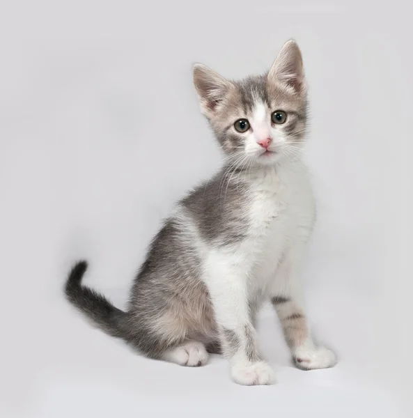 Pequeno gatinho branco e tabby sentado em cinza — Fotografia de Stock