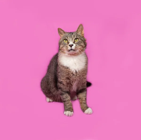 Gray and white tabby cat sitting on pink — ストック写真