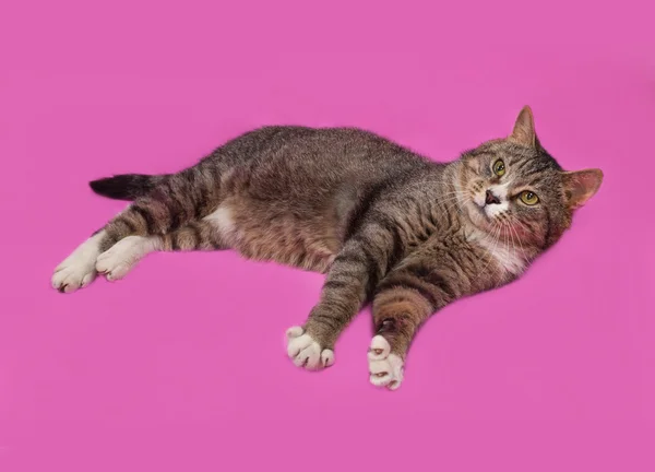 Gray and white tabby cat lies on pink — Φωτογραφία Αρχείου