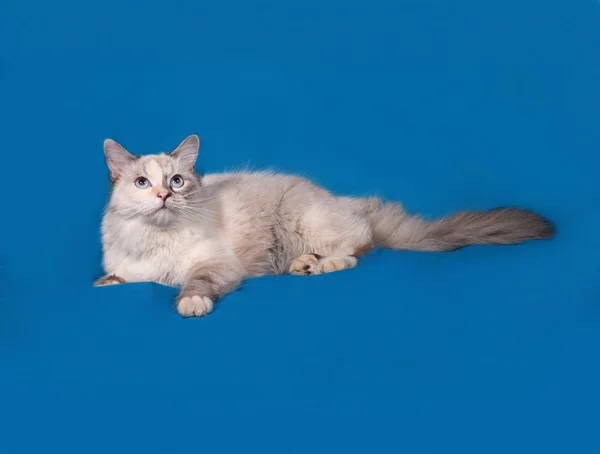 Sibirische Katze Seehundspitze liegt auf blau — Stockfoto