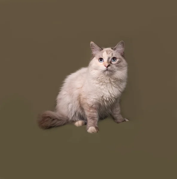 Siberian cat seal point sitting on green — Stock Photo, Image