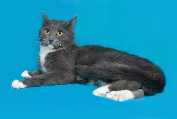 Gatto grigio e bianco sdraiato sul blu — Foto Stock