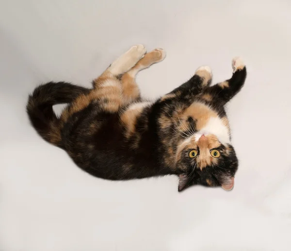 Tricolor young cat lies on gray — Stock Photo, Image