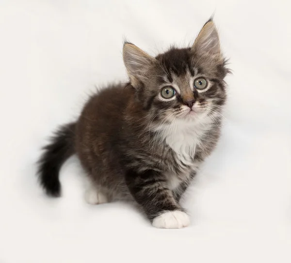 Siberian fluffy tabby kitten going on gray — Stock fotografie