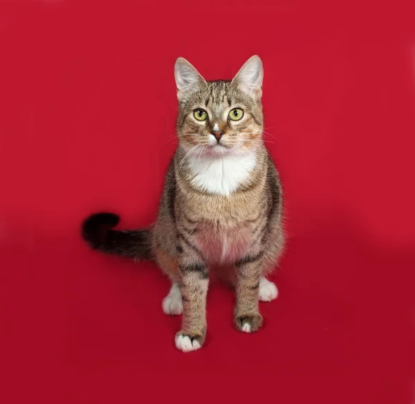 Striped en witte kat zittend op rood — Stockfoto