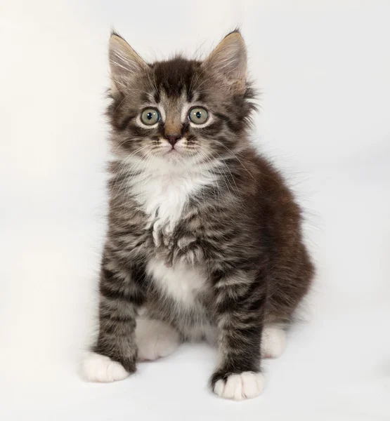 Siberian fluffy tabby kitten sitting on gray — Stock Photo, Image