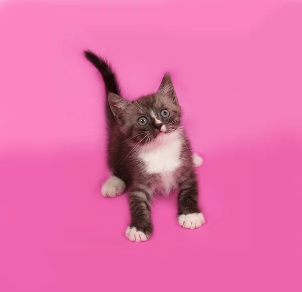 Sibirisches flauschiges gestromtes Kätzchen auf rosa — Stockfoto