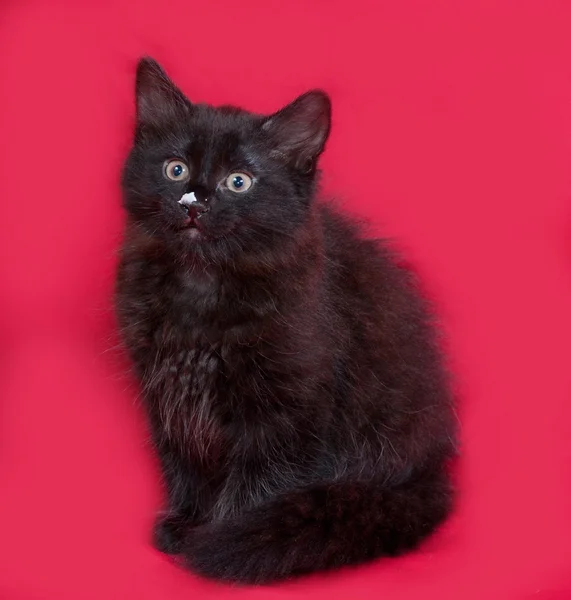 Piccolo gattino nero morbido seduto sul rosso — Foto Stock