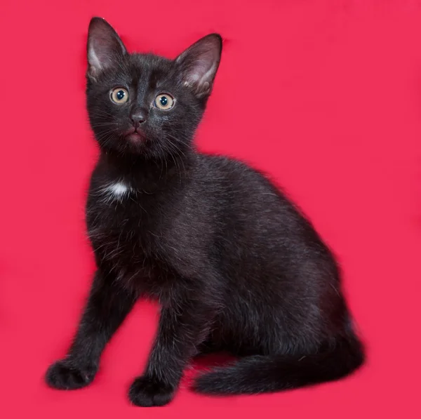 Small black kitten sitting on red — Stock Photo, Image