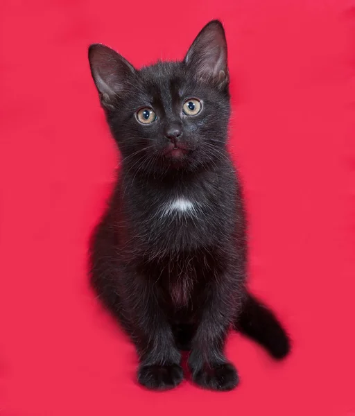 Mały czarny kotek siedzi na czerwono — Zdjęcie stockowe