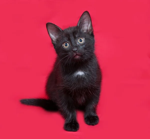 Kleine zwarte kitten zittend op rood — Stockfoto