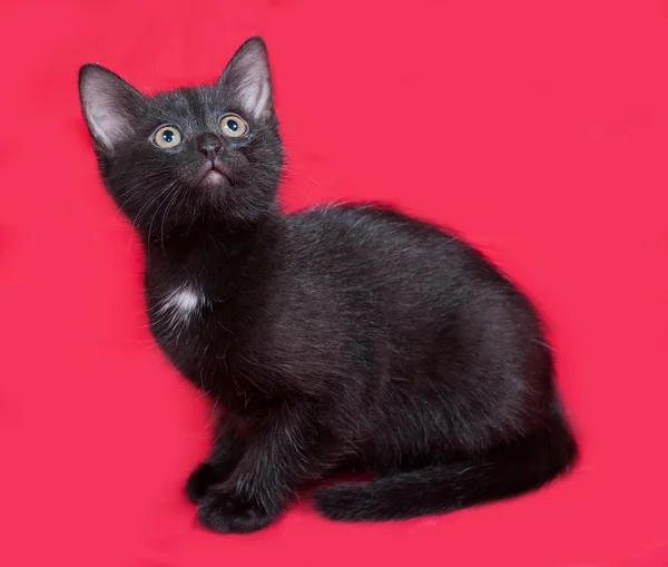 Small black kitten sitting on red — Stock Photo, Image