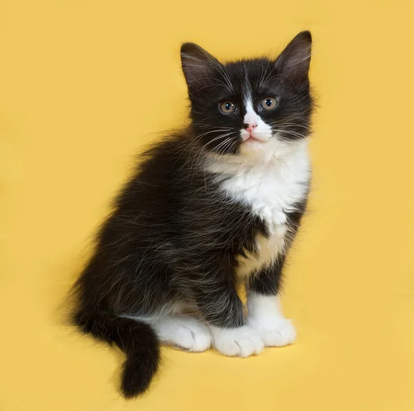 Petit chaton noir et blanc moelleux assis sur jaune — Photo