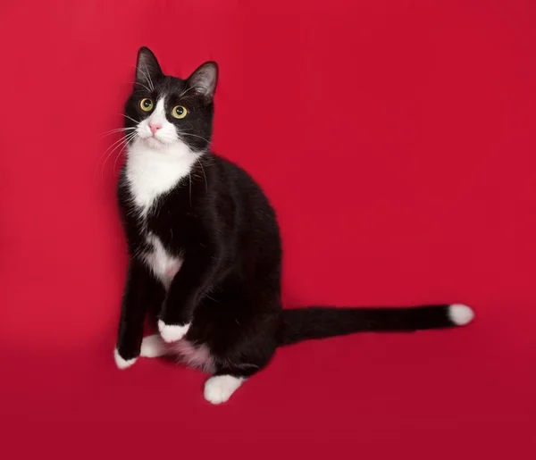 Черно-белый кот сидит на красном — стоковое фото