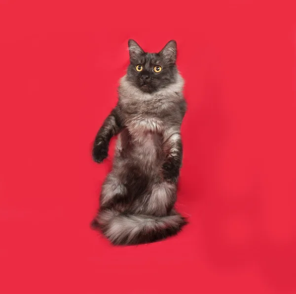 Gray and white fluffy cat standing on red — Stock Photo, Image