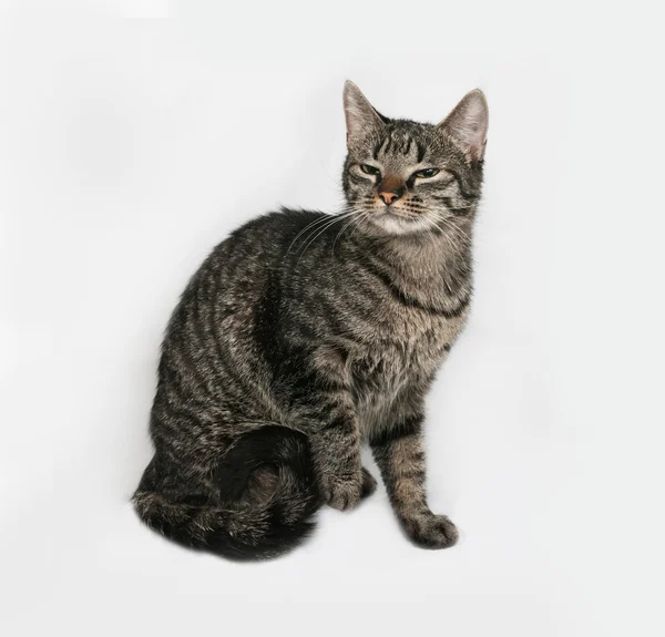 Gestreifte Katze sitzt auf grau — Stockfoto