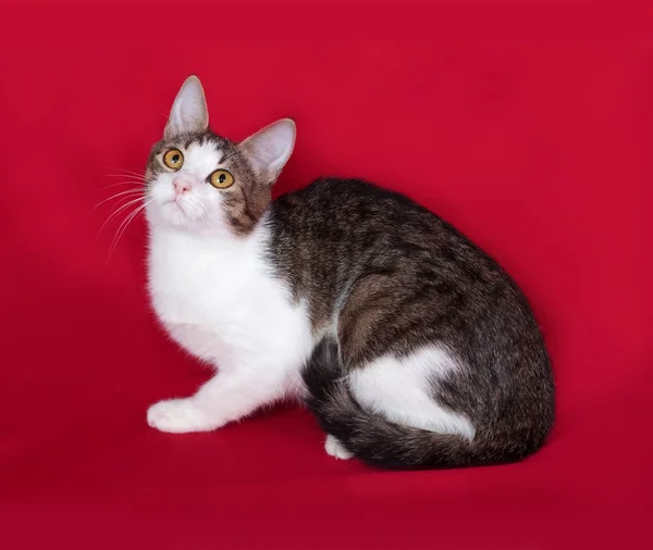 Striped and white cat teenager lies on red — Stock Photo, Image