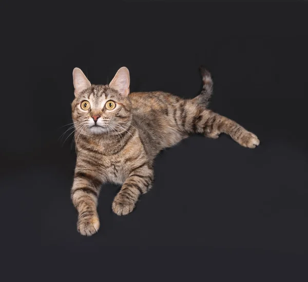 Tricolor randig katt ligger på mörkgrå — Stockfoto