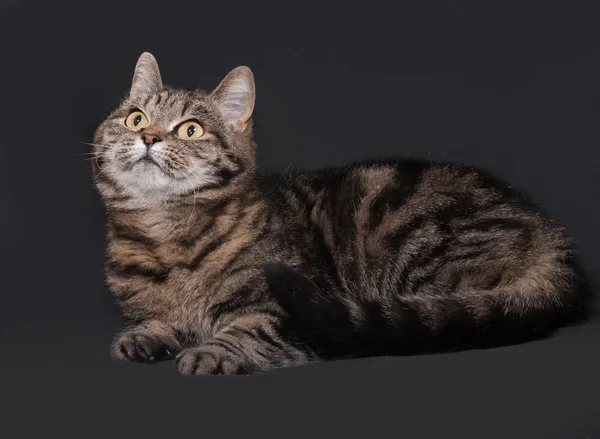 トリコロール ストライプ猫あるダークグレー — ストック写真