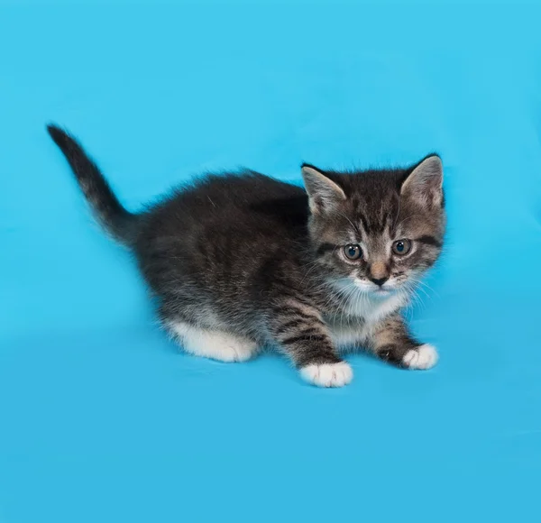 Weinig tabby en witte kitten staande op blauw — Stockfoto