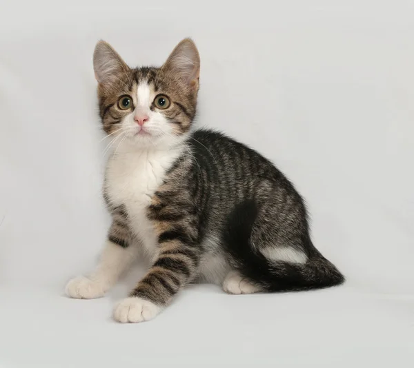 Gatito rayado y blanco sentado en gris —  Fotos de Stock