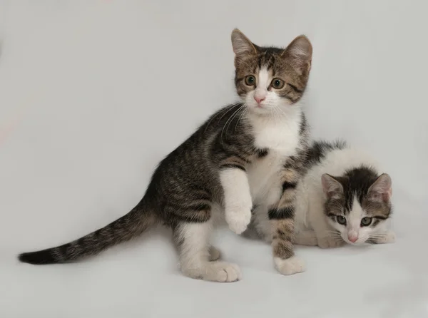 Two striped and white kitten sitting on gray — Stock Photo, Image