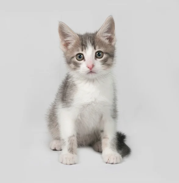 Pequeño gatito blanco y tabby sentado en gris —  Fotos de Stock