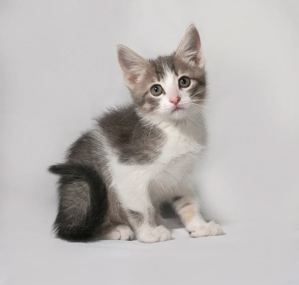 Pequeno gatinho branco e tabby sentado em cinza — Fotografia de Stock