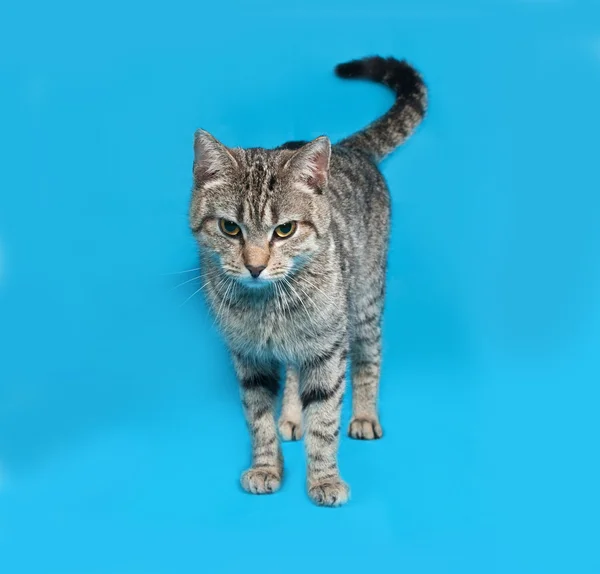 Grey tabby cat standing on blue — Stock Photo, Image