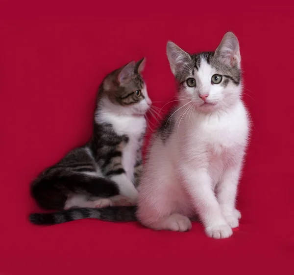 Два полосатых и белых котенка сидят на красном — стоковое фото