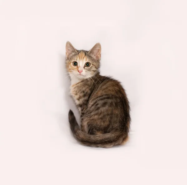 Tricolor striped kitten sitting on gray — Stock Photo, Image
