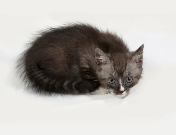 Siberische pluizig tabby en witte kitten zittend op grijs — Stockfoto