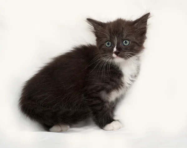 Siberiano esponjoso negro y blanco gatito sentado en gris —  Fotos de Stock