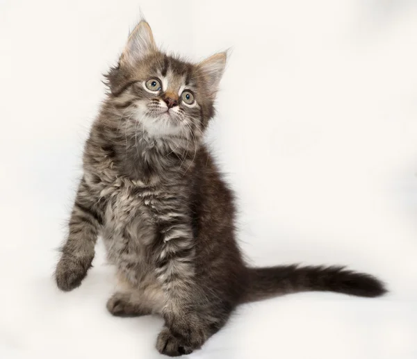 Siberian fluffy tabby and white kitten sitting on gray — Stock Photo, Image