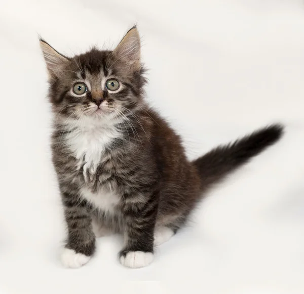 Siberian fluffy tabby and white kitten sitting on gray — Stock Photo, Image