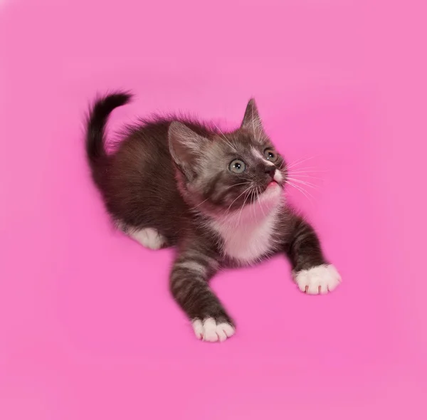 Siberiano esponjoso tabby gatito se encuentra en rosa —  Fotos de Stock
