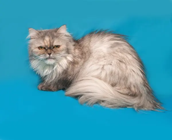 Szürke exot macska ül a kék — Stock Fotó