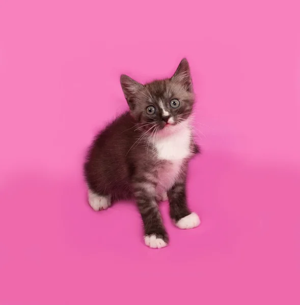 Siberian fluffy tabby kitten sitting on pink — Stock Photo, Image