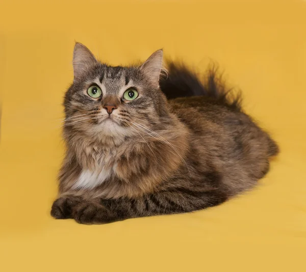 Fluffy tabby cat lies on yellow — Stock Photo, Image