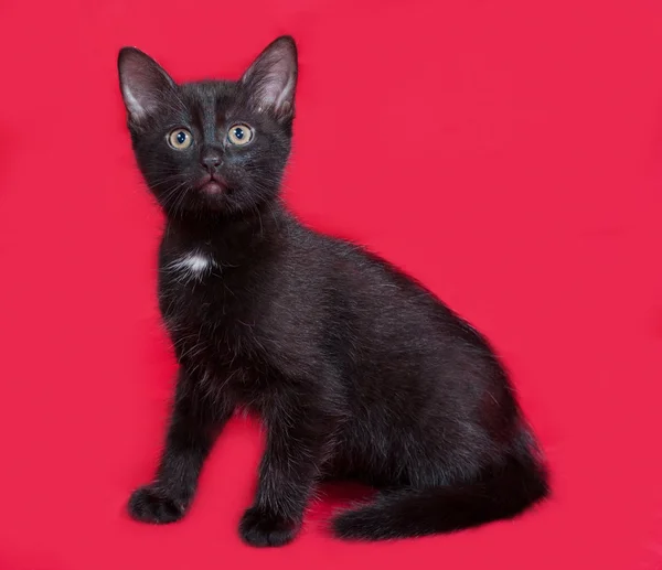 Small black kitten sitting on red — Stock Photo, Image