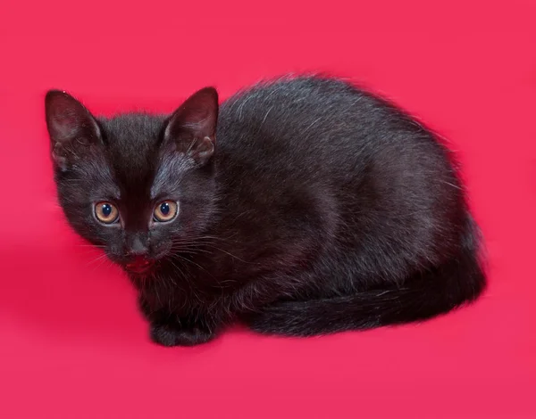 Small black kitten sitting on red — Stock Photo, Image