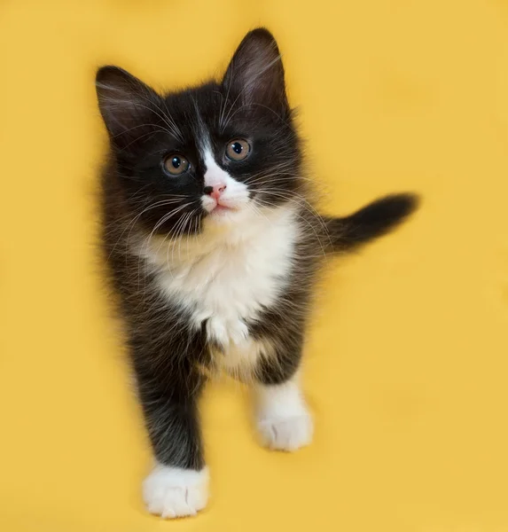 Piccolo gattino bianco e nero soffice in piedi su giallo — Foto Stock