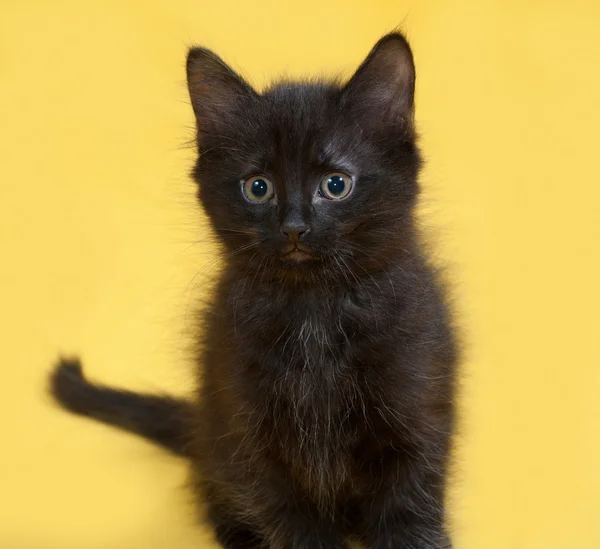 Kleine flauschige schwarze Kätzchen sitzen auf gelb — Stockfoto