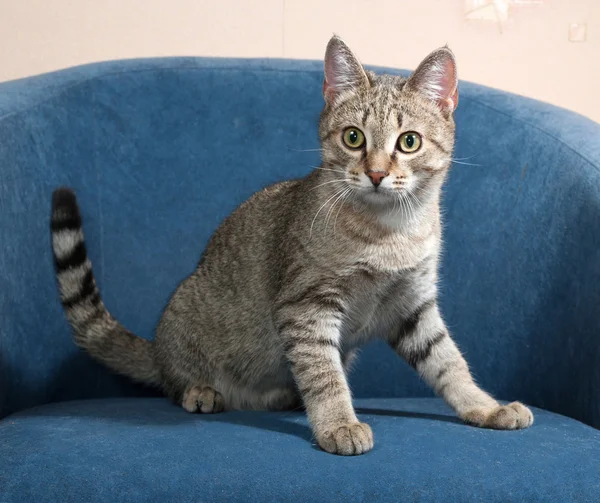 Pasiasty kot siedzi na krześle niebieski — Zdjęcie stockowe