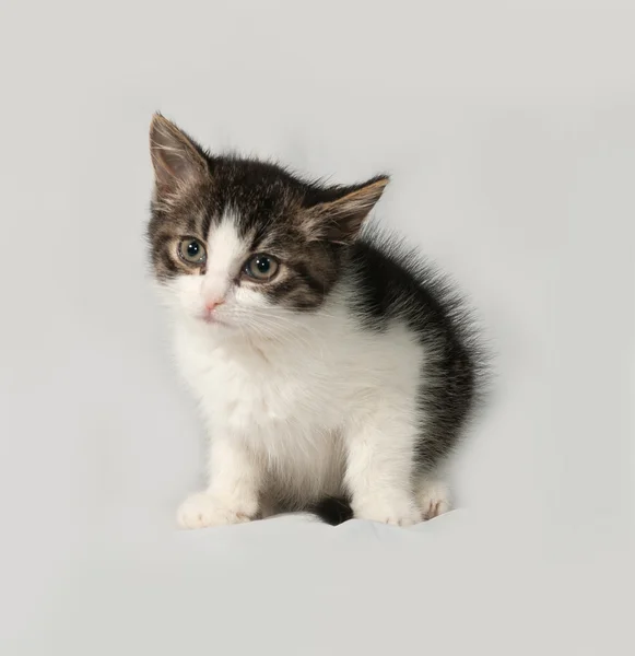 Gatito rayado y blanco sentado en gris — Foto de Stock