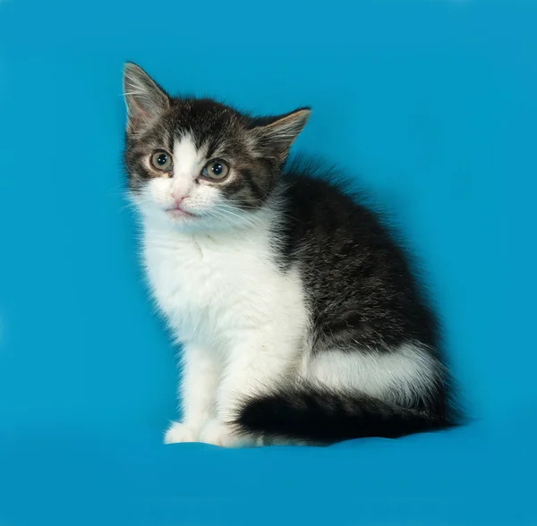 Gatito rayado y blanco sentado en azul —  Fotos de Stock