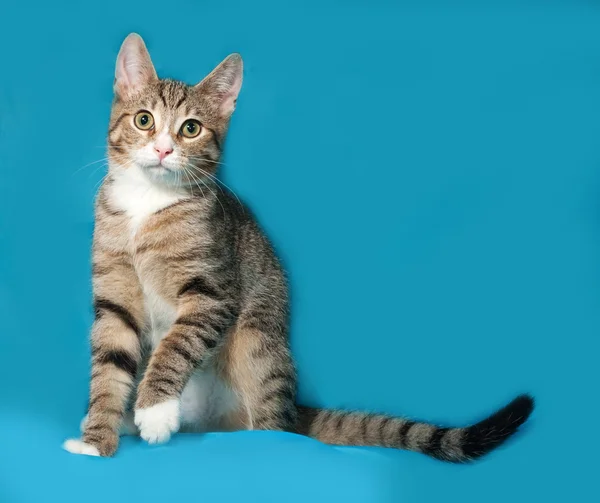 Mavi üzerinde oturan tabby yavru kedi — Stok fotoğraf