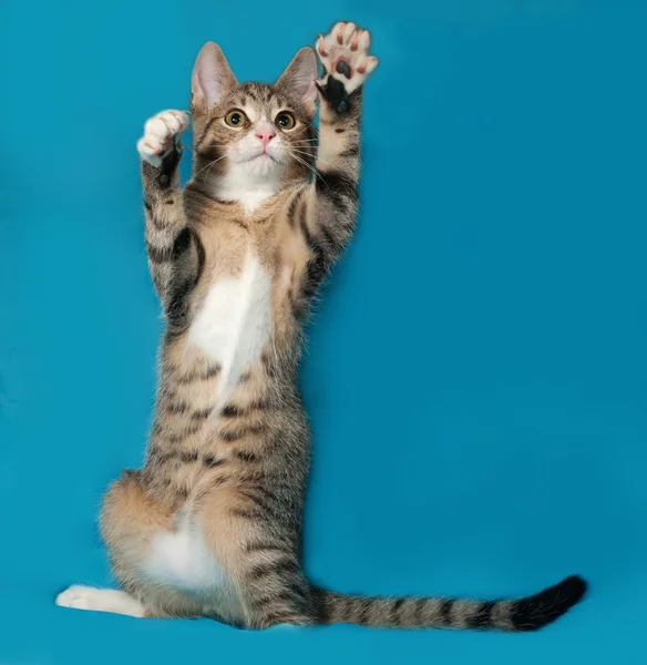 Tabby gatinho jogando no azul — Fotografia de Stock