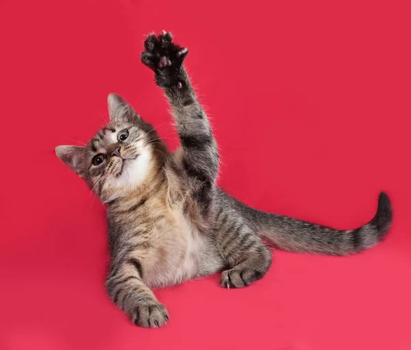 Le chaton rayé repose sur le rouge — Photo